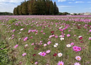 員林市南區公園旁營造繽紛花海 大波斯菊花田綻放農田新活力