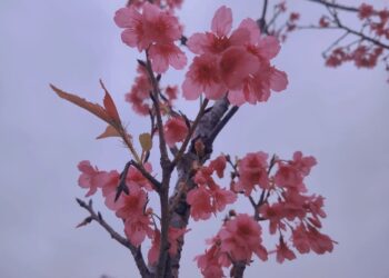嶺東公園櫻花綻放　成為台中新賞櫻勝地