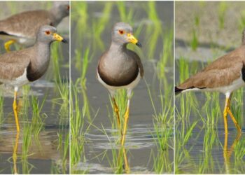 影音∕這裡有鳥事∕跳鴴過境宜蘭礁溪水田　鳥名有跳字究竟是跳或不跳？