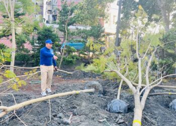 提升城鎮景觀　二林鎮舉辦「藍花楹種樹植福活動」