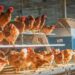 台中首家動物福利友善飼養場誕生 友善平飼取代傳統籠飼