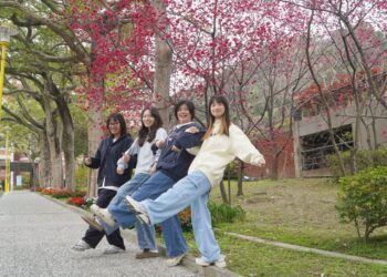 影音/大葉校園千棵櫻花爭妍鬥麗　迎接連假美景讓人目不暇給