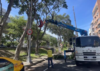 揪出危木！中市推樹木健診-守護市民生命財產安全