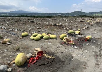 中市東勢區西瓜災損-7/8前可申請現金救助