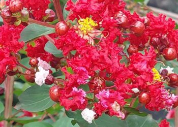 影音/田尾鄉重瓣紫薇花瓣隨風搖曳美不勝收 宛如浸潤在花海中享受浪漫戀愛氣氛