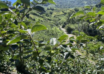 中市甜柿災損-7/18前可申請現金救助