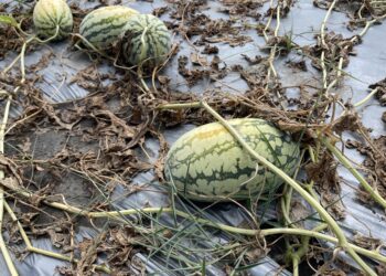 中市外埔區西瓜災損-7/26前受理申請現金救助