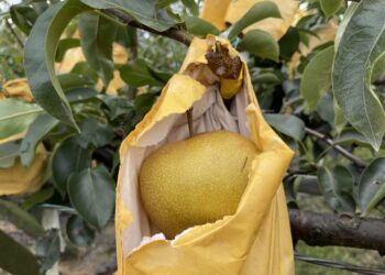 中市胡麻、西瓜、梨、芋、苦瓜、青蔥、塑膠布溫網室及水平棚架網室災損-8/5前可申請現金救助