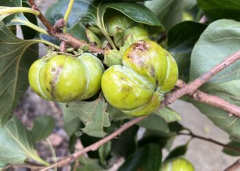 中市柿(甜柿除外)、紅龍果、百香果、唐菖蒲、冬瓜、南瓜、辣椒及薏苡災損-8/7前可申請現金救助