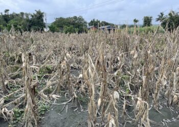 中市硬質玉米、餘甘子、香蕉、木瓜、酪梨、香瓜、玫瑰、食用玉米、竹筍、胡瓜及油茶災損-8/8前可申請現金救助