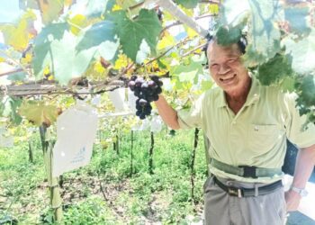 農路維護不間斷-中市水利局：兼顧農產品運送與觀光發展