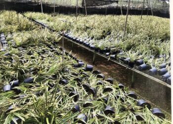 中市凱米颱風農產業全品項災損-8/19前可申請現金救助