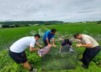 野豬出沒危害芋田農作-中市府、農友及野保學會三方協力共同誘捕