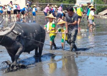 影音/社頭鄉農會推動食農教育　學童擔著傳統割稻飯體驗傳統插秧