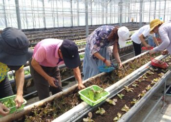 培育農業生力軍！-中市勞工局開辦農事職場體驗