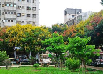 紅黃綠交織的自然饗宴！中市邀市民共賞台灣欒樹秋季限定美景