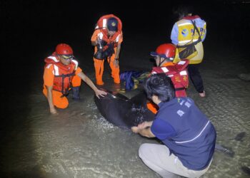 四鯨豚擱淺台中鷺鷥林沙灘-中市府攜手各界合作救援