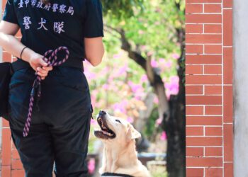 中市4警犬光榮退役-市警局招募「養父母」延續愛