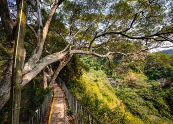 走春免開車!春節搭台灣好行遊參山　享受老街美食、體驗深度的湖光山色