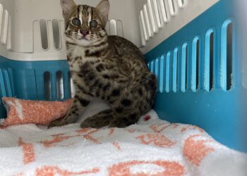 中市府攜手台灣石虎保育協會醫療安置受傷石虎-農業局：共同守護動物安全