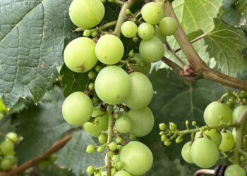 中市豐原區巨峰葡萄災損-11/12前可申請現金救助