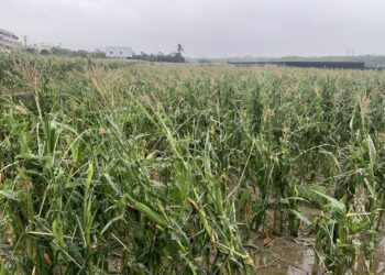 中市硬質玉米及大豆災損-11/18前可申請現金救助