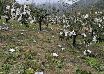 中市和平區甜柿、梨及蘋果災損-11/19前可申請現金救助