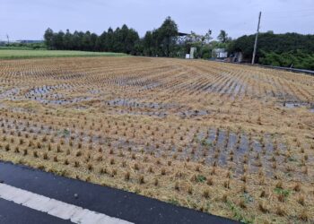 改善空氣品質-中市113年2期作稻草剪段翻耕12/10前受理補助
