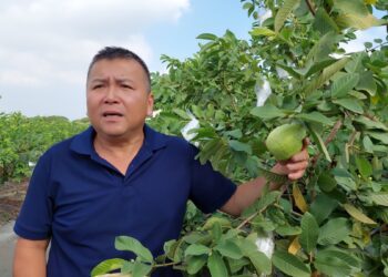 影音/「哇好貴喔」！芭樂價格創歷史新高 果農無奈採收率僅剩兩成