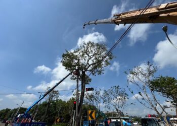 捍衛用路人安全-中市北屯區軍功路路肩黑板樹進場施工