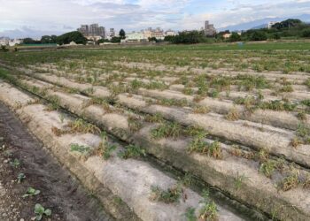 中市馬鈴薯災損-11/25前可申請現金救助