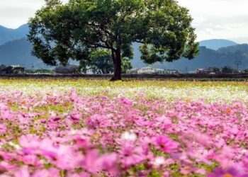 2024台中國際花毯節「太空花境」繁花綻放-搭配絕美山景輕鬆拍大片