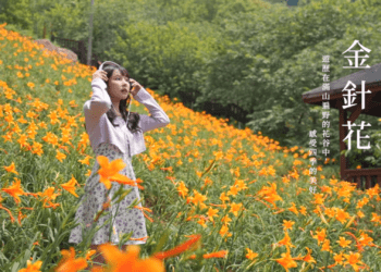 台中四季花海驚豔登場! -觀旅局帶您走訪五大花卉秘境、邂逅季節限定之美