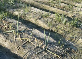 中市豐原區青蔥、潭子區青花筍、胡瓜、食用番茄及農業設施及和平區農業設施災損-12/10前可申請現金救助