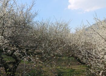 迎接最美梅花季！-中市觀旅局推薦賞梅新社一日遊