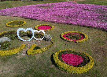 浪漫花海盛開后里環保公園-中市建設局邀請大家賞花迎新年