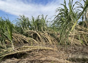 中市太平區生食甘蔗颱風災損-1月14日前受理申請現金救助