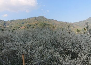 最美梅、李花季持續至元宵！-中市觀旅局推薦新社賞花趣