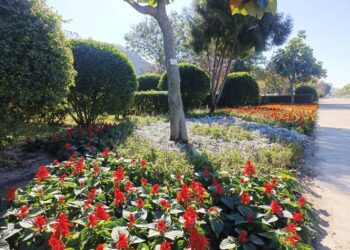 迎春蒔花妝點台中！-建設局以繽紛花卉打造市區亮眼風景