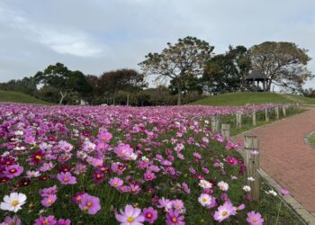 中市后里環保公園大波斯花朵盛開-建設局：近郊賞花喜迎蛇年好去處！
