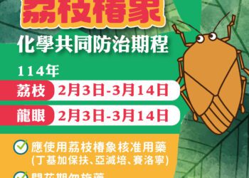 及早防範荔枝椿象！-中市農業局呼籲：2/3起啟動區域整合防治