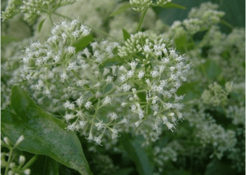 防治小花蔓澤蘭危害-中市府收購加碼至每公斤8元