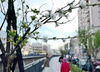 台中市區驚現「梅」景盛開!-梅川人行及景觀優化成功點綴城市風光