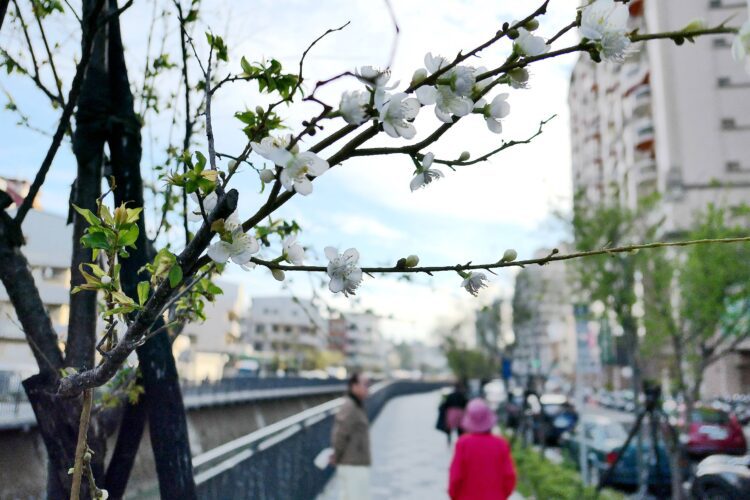 台中市區驚現「梅」景盛開！-梅川人行及景觀優化成功點綴城市風光
