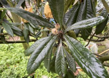 中市枇杷113年康芮颱風遲發性災損-3月6日前受理申請現金救助