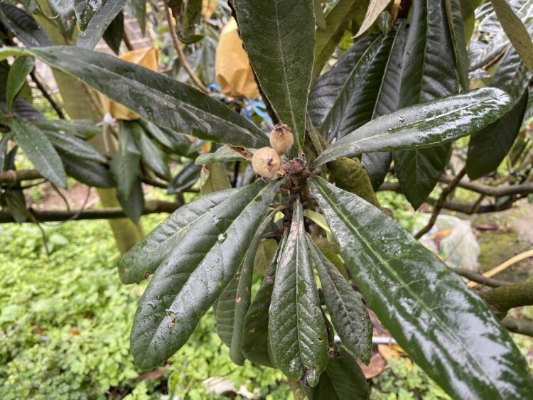 中市枇杷113年康芮颱風遲發性災損-3月6日前受理申請現金救助