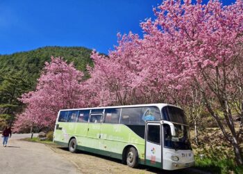 2025武陵櫻花季接駁專車疏運破5500人次-中市交通局加碼228連假接駁奏效