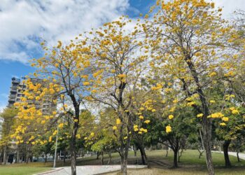 台中風鈴木美炸！-金黃、粉紅花海吸引大批遊客拍照打卡