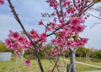 讓樹木有個適合的家!-台中嶺東公園櫻花綻放點綴初春景色