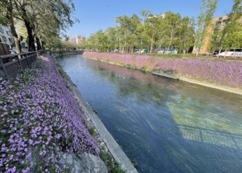 紫色浪漫滿綠川！-中市水利局邀您共賞春日花海秘境